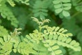 True indigo Indigofera tinctoria, foliage, leaves and twigs